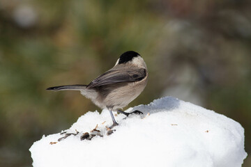 Bird in the wilderness.