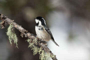 Bird in the wilderness.