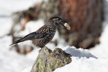 Bird in the wilderness.