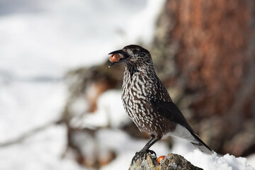Bird in the wilderness.