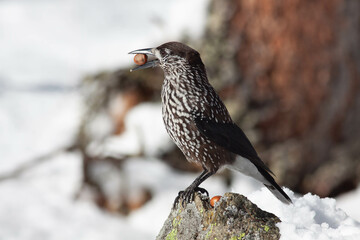 Bird in the wilderness.