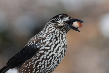 Bird in the wilderness.
