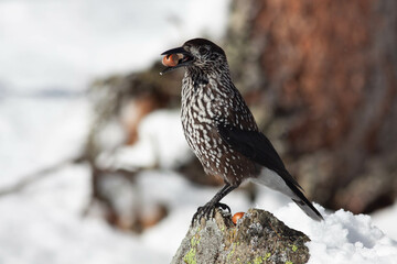 Bird in the wilderness.