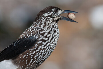 Bird in the wilderness.