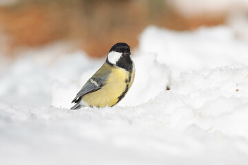 Bird in the wilderness.
