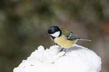 Bird in the wilderness.