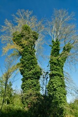 Colonnes de lierre entourant les arbres morts à l'arboretum de Groenendael au sud-est de Bruxelles 
