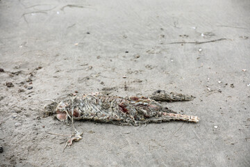 Dead animal on the beach in the sand