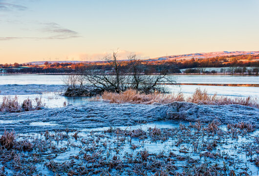 Frozen vegetation and tree, RSPB, Lochwinnoch, Renrewshire, Scotland, UK