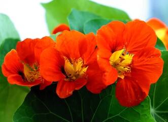 orange flowers of nasturtium - tropacolum plant close up