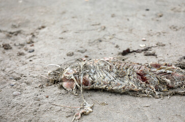 Dead animal on the beach in the sand