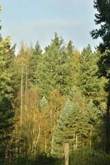 Conifères à aiguilles brunes dorées au bois de Mariemont à Morlanwelz 