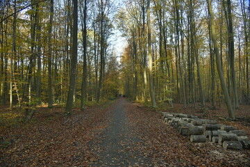 Buches le long d'un chemin forestier en automne en forêt de Soignes à Tervuren 