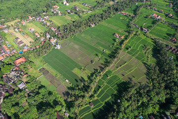 Aerial view of Subak Juwuk Manis rice fields on sunny day. Surroundings of Ubud, Bali, Indonesia.