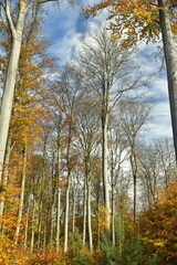 Hêtres majestueux s'élançant dans le ciel en forêt de Soignes à Tervuren 