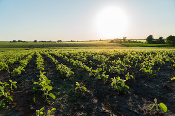 Agricultural soy plantation on field with sunset - obrazy, fototapety, plakaty
