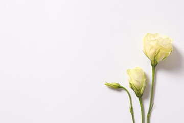 Fototapeta premium Beautiful eustoma (lisianthus) flowers