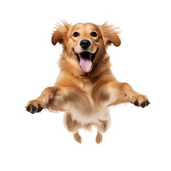 Golden dog is jumping happily on PNG transparent background.
