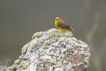 canário-rasteiro (Sicalis citrina)	