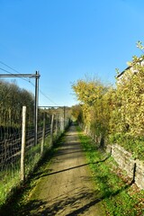 Chemin entre la ligne de chemin de fer et les feuillages dorés le long de la forêt de Morlanwelz 