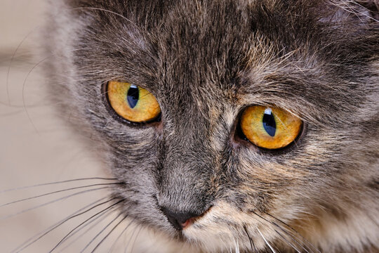 Muzzle and eyes cat closeup.