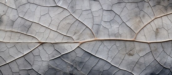 The close up shot of a leaf reveals the intricate texture of the xylem and phloem resembling a fossilized natural pattern on a marble like plant surface against the backdrop of a horizontal - obrazy, fototapety, plakaty