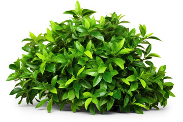 Obraz premium Green bush isolated on transparent background