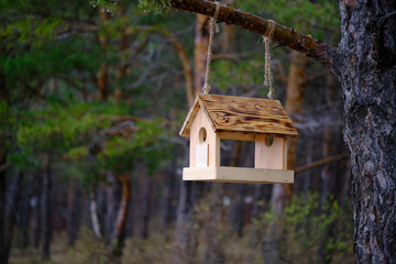 Bird feeder is suspended from pine branch in forest.