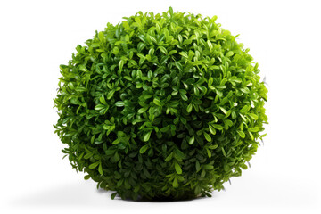 Fototapeta premium Green bush isolated on transparent background, png file