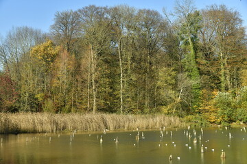 Fototapeta na wymiar Végétation sauvage en automne le long de l'étang principal du domaine de Mariemont à Morlanwelz 