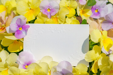ビオラの花に囲まれた白いカードのフレーム