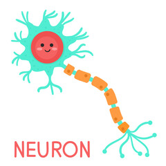 Illustration of Human Neuron Anatomy. Neuron cartoon.