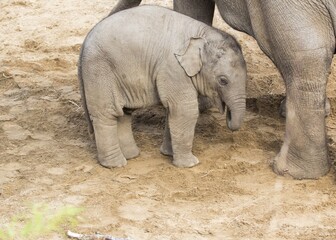 Fototapeta premium Elephas maximus indicus, Asian Elephant