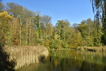Végétation sauvage en automne le long de l'étang principal du domaine de Mariemont à Morlanwelz 