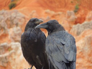 Fototapeta premium crows