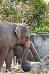 Fototapeta premium Elephas maximus indicus, Asian Elephant
