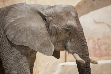 Fototapeta premium Elephas maximus indicus, Asian Elephant