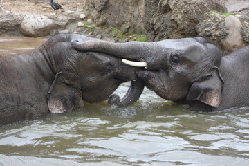 Elephas maximus indicus, Asian Elephant