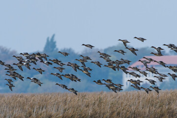 Pfeifenten (Mareca penelope) an der Ostsee im Herbst