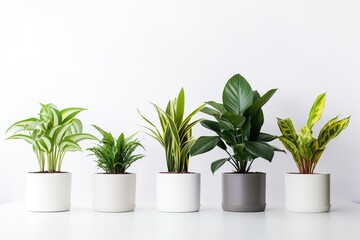 Green Oasis: Potted Plants Collection