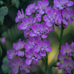 Flower, Generative AI illustrations