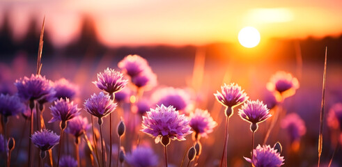 Beautiful summer field with purple flowers in the rays of the setting sun