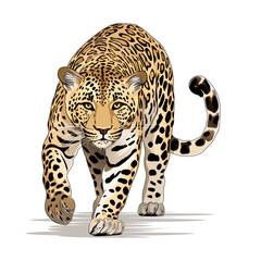 Leopard cartoon natural colors, comic drawing, on white background