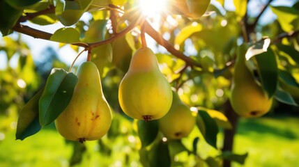 Pear tree with ripe pears outside on sunny day in an orchard 