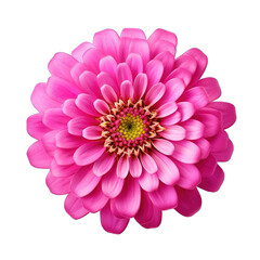 Zinnia Pink Flower