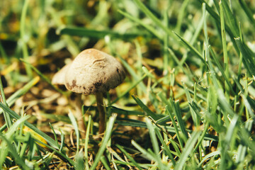 Lush, organic vegetation in close-up, earthy, wild and fresh.
