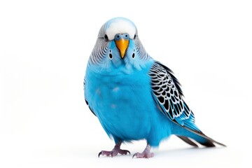 one blue budgerigar on a branch on white background