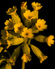 Vibrant Yellow Flower Blooming in Isolated Studio Close-Up