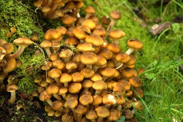 Closeup of a bunch of mushrooms growing on a mossy tree in a forest in autumn