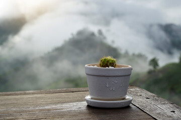 cactus pot Placed as decoration on the wooden table of the coffee shop atop the high mountain. The...